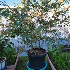 大型の植木鉢に植えてある植木ですの画像