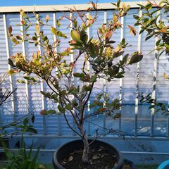 大型の植木鉢に植えてある植木ですの画像