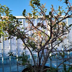 大型の植木鉢に植えてある植木ですの画像
