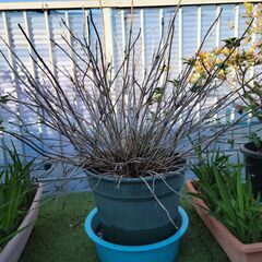 大型の植木鉢に植えてある植木ですの画像