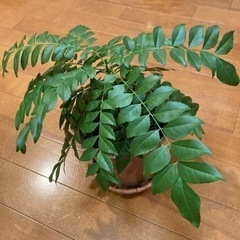 カレーリーフ の苗