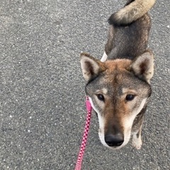 四国犬風のあかりちゃん - 行橋市