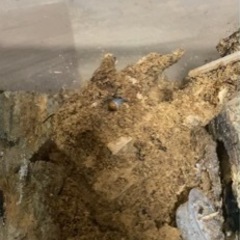 ◎◉直接取引専用　オオクワガタ　幼虫 能勢 YG 血統　計10頭　の画像