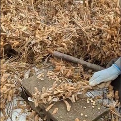 大豆の脱穀体験