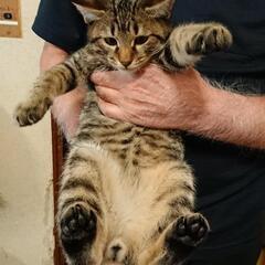 家族になって…あげて下さい。