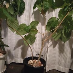 ウンベラータ