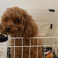 トイプードル おす(新しい飼い主さんに渡りました)