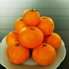 温州みかん🍊