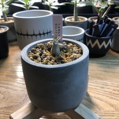 ホロンベンセ　実生