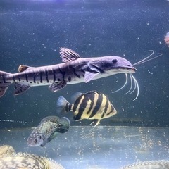 タイガーシャベルノーズキャット ※引き取り限定