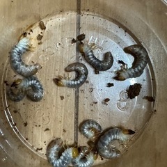 オニクワガタ（幼虫）　値下げしましたの画像