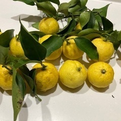 【決定】県内産ゆず　無料でお譲り致します。
