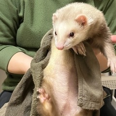 フェレット　血統書付き