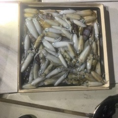 遊漁船　　第三誠徳丸　登録番号　広島2245 お客様募集中 − 広島県