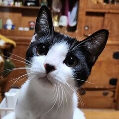 （トライアル中）心優しいハチワレ「小さな隊長さん」♂