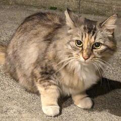 TNR活動に詳しい方ご協力頂けませんでしょうか。