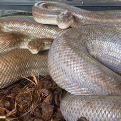 石川県内の爬虫類飼育者と繋がりたい