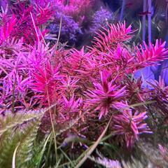 【新品未使用】WEEKAQUA RGBライト(mini9RGB)/chihirosADA水槽アクアリウムテラリウムの画像