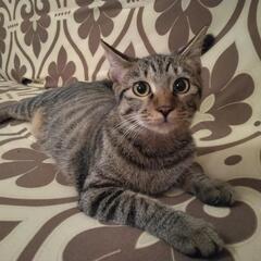 キジ猫　メス　生後7ヶ月