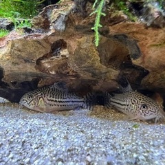 コリドラス ジュリー（4匹）.アドルフォイ（4匹）