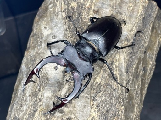 アクベシアヌスミヤマクワガタ　ペア