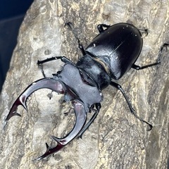 アクベシアヌスミヤマクワガタ　ペア