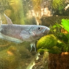 ワイルドベタ ターコイズドラゴンF1  F2 若魚  1匹～