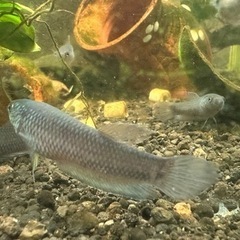 ワイルドベタ ターコイズドラゴンF1  F2 若魚  1匹～の画像