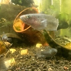 ワイルドベタ ターコイズドラゴンF1  F2 若魚  1匹～の画像