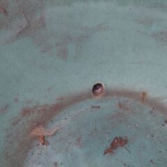 メダカの亀