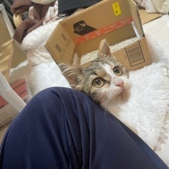 捨て猫 子猫