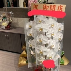 胡蝶蘭をお譲りします。発送不可