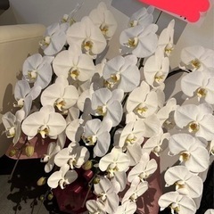 胡蝶蘭をお譲りします。郵送不可