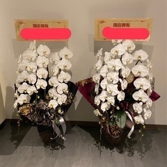 胡蝶蘭お譲りします。発送不可