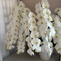 大苗！白黄色　胡蝶蘭☆ラスト1苗！の画像