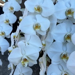 大苗！白黄色　胡蝶蘭☆ラスト1苗！の画像