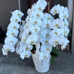 大苗！白黄色　胡蝶蘭☆ラスト1苗！の画像