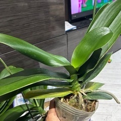 大苗！白黄色　胡蝶蘭☆ラスト1苗！の画像