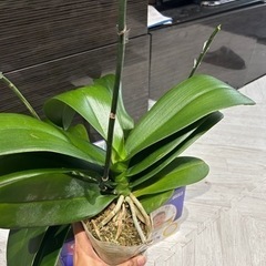 大苗！白黄色　胡蝶蘭☆ラスト1苗！の画像