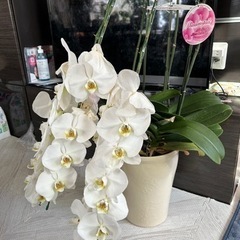 大苗！3本立て胡蝶蘭　白　黄色　陶器鉢付き！