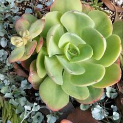 ☆多肉植物　ピーチブリデ