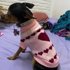 わんちゃん　ニット　XXLの画像