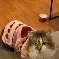 わんちゃん　ニット　XXLの画像