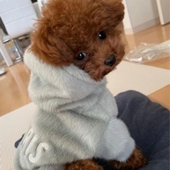 わんちゃん　パーカーの画像