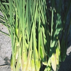 マコモダケ　