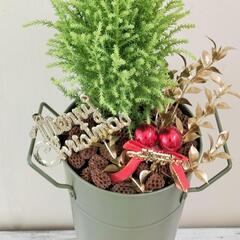【💖Thankyou💖】柑橘系の香りイイ🌲ゴールドクレスト本物🎄...