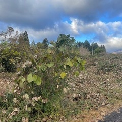 今だけお安くやります。 草刈り おまかせください。