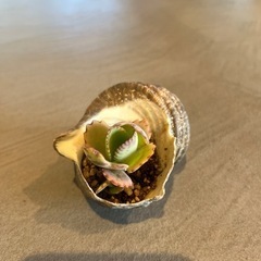 観葉植物　子宝草　サザエ
