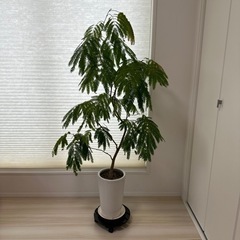 エバーフレッシュ
