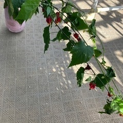 アブチロンの切り枝